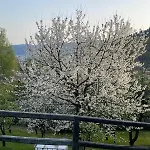 Il Nespolo *